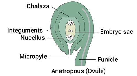 explain the phenomenon of double fertilization